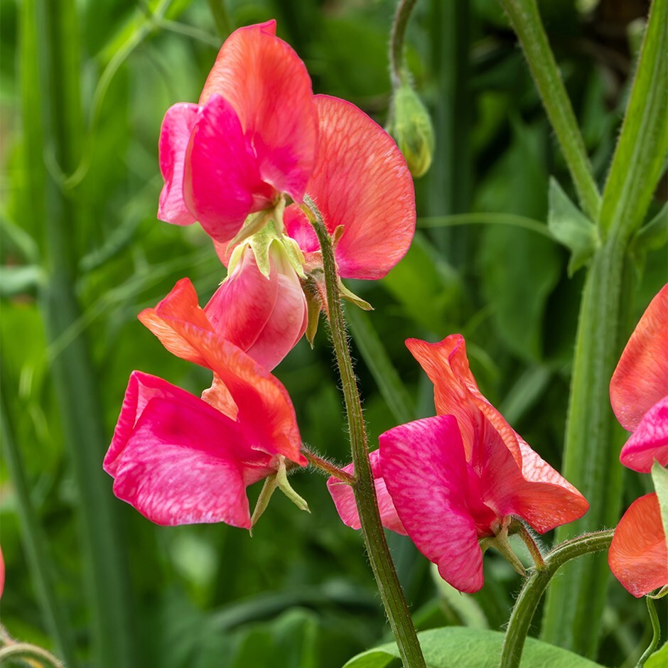 <i>Lathyrus</i> 'Prince of Orange'