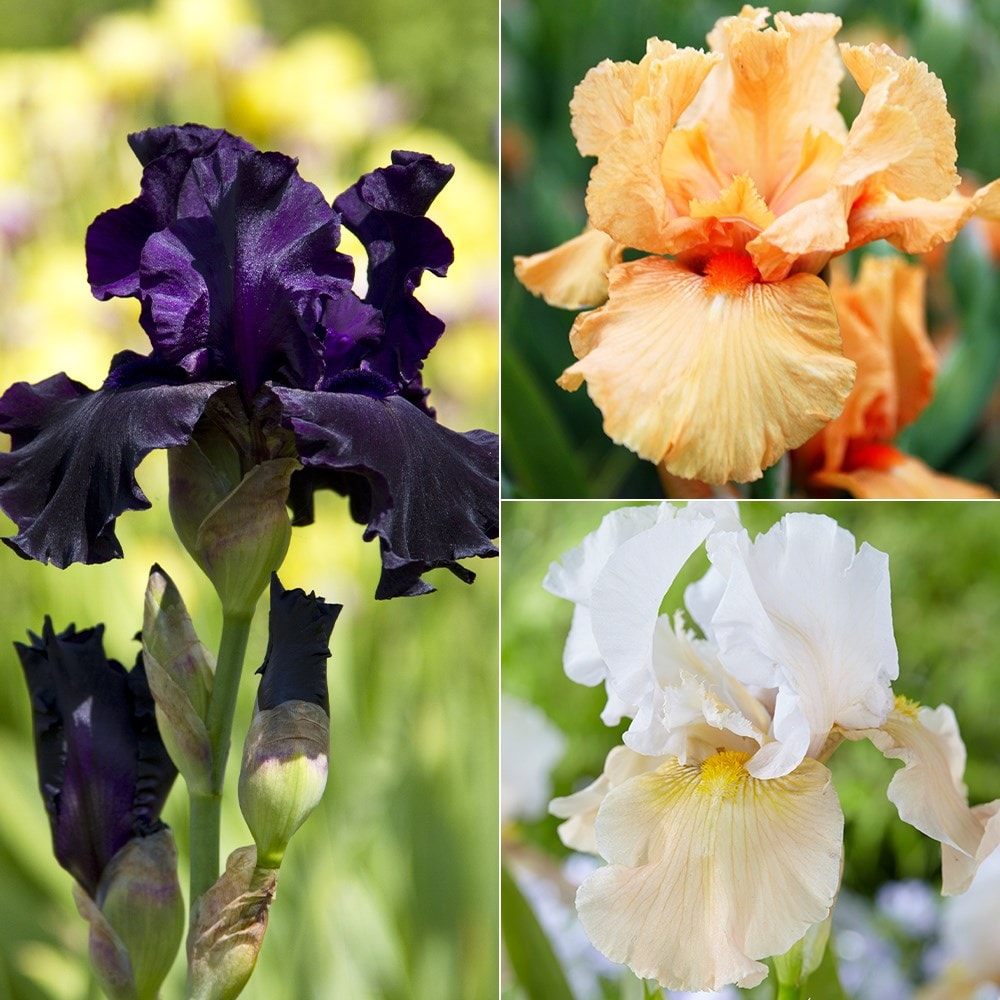 Bearded Iris collection