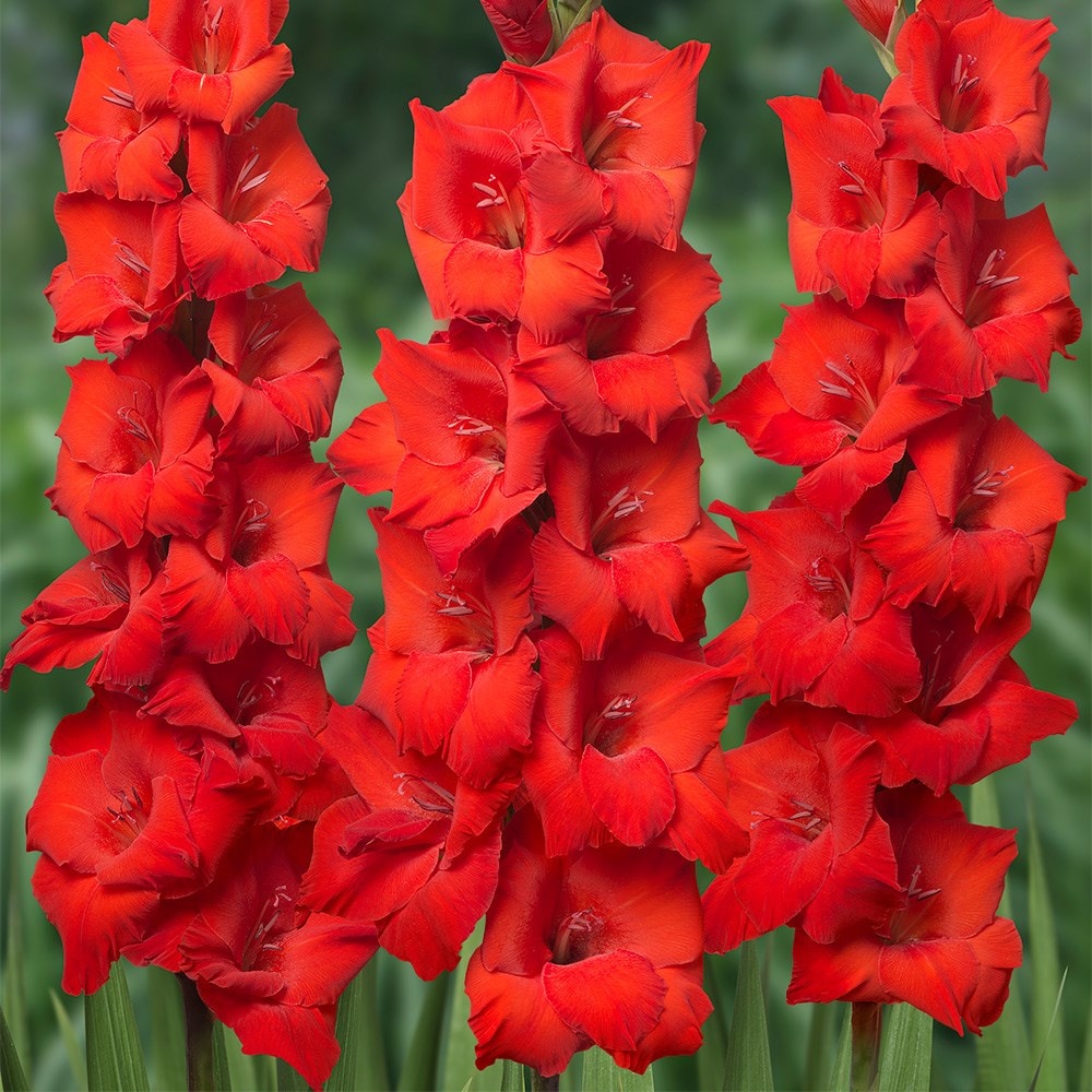 <i>Gladiolus</i> 'Bonfire'