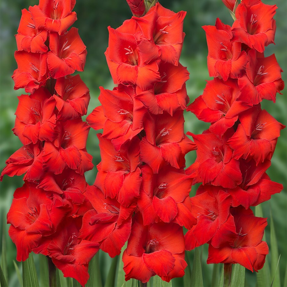 gladioli or sword lily