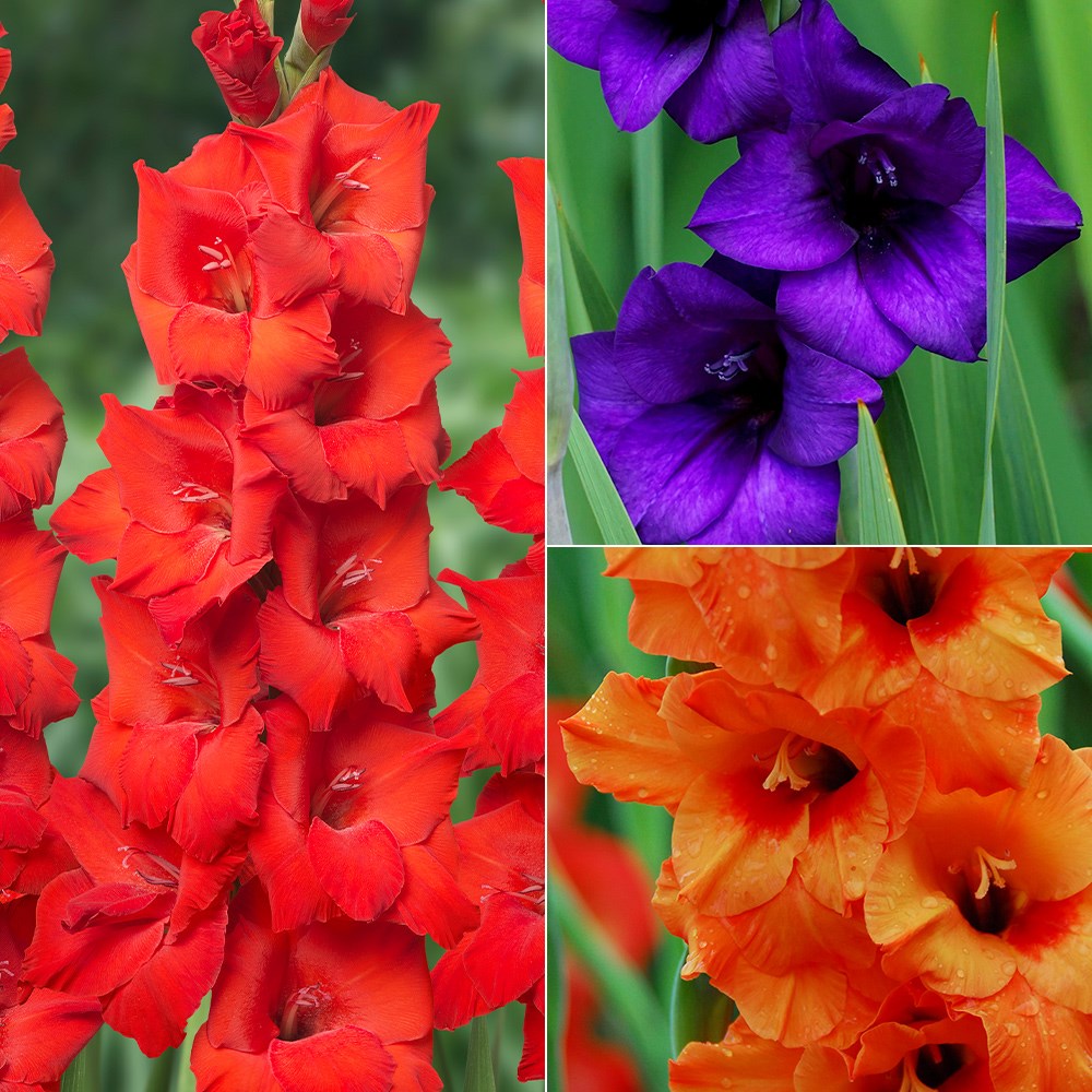 Venetian gladioli collection
