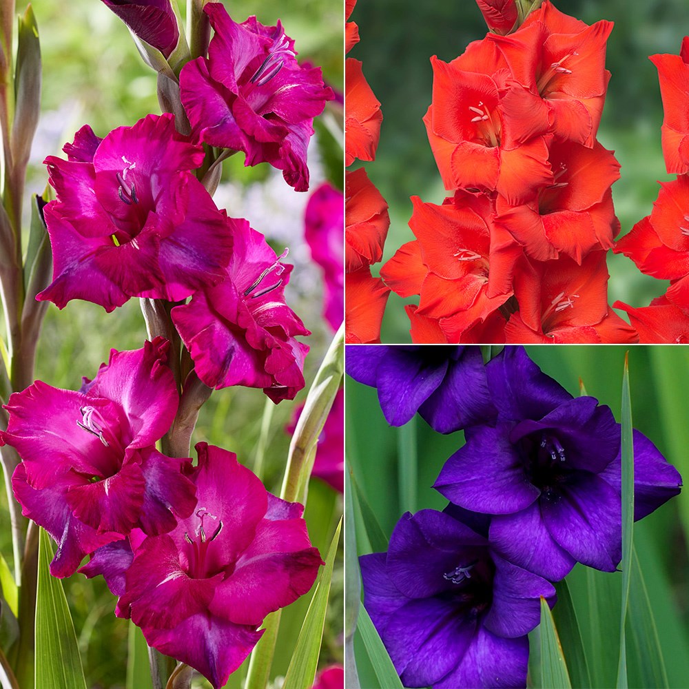 gladiolus or sword lily collection