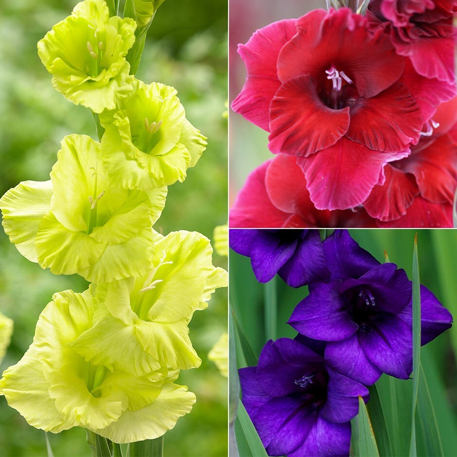 gladiolus or sword lily
