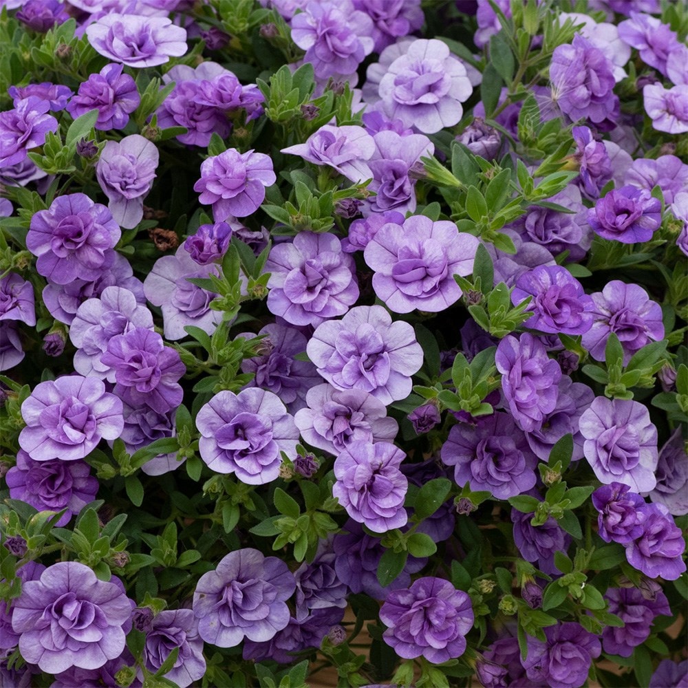 <i>Calibrachoa</i> 'Cabaret Double Sky Blue'