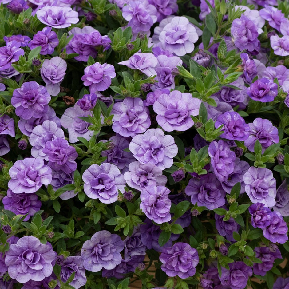 <i>Calibrachoa</i> 'Cabaret Double Sky Blue'