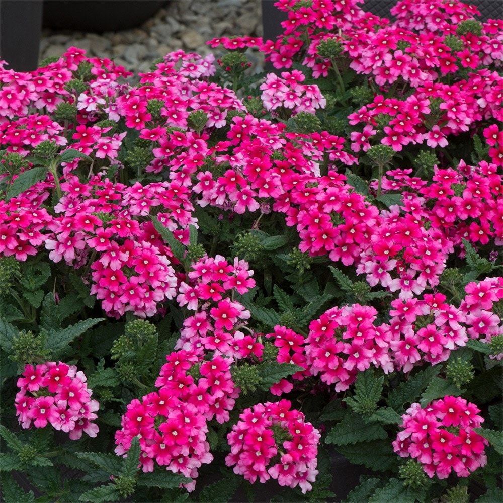 <i>Verbena</i> 'Showboat Magenta' (Showboat Series)