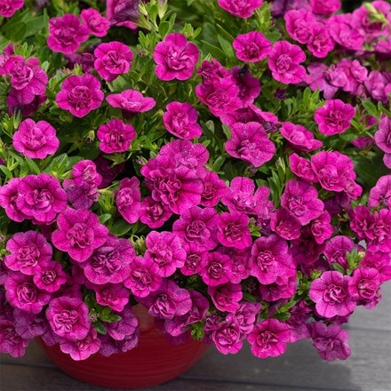 Calibrachoa Cabaret Double Magenta