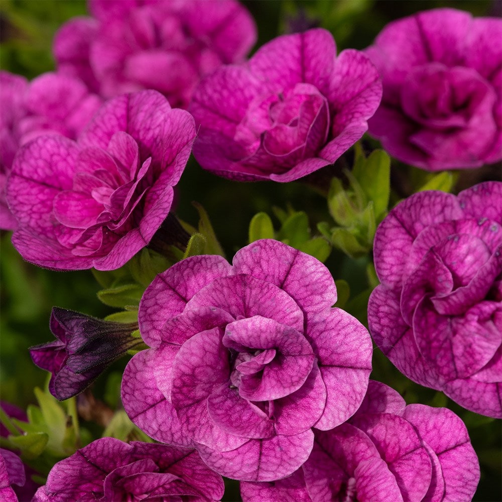 <i>Calibrachoa</i> 'Cabaret Double Magenta'