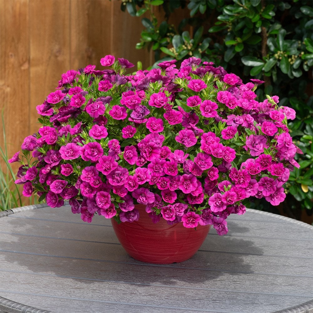 <i>Calibrachoa</i> 'Cabaret Double Magenta'