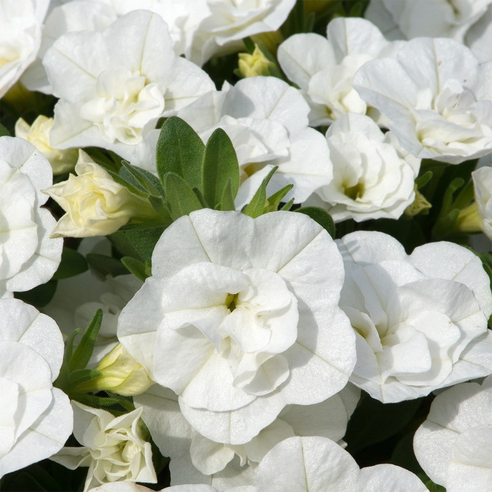 <i>Calibrachoa</i> 'Cabaret Double White'