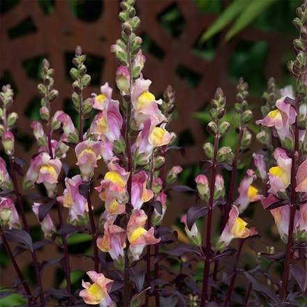 Antirrhinum Snap in Black Apricote