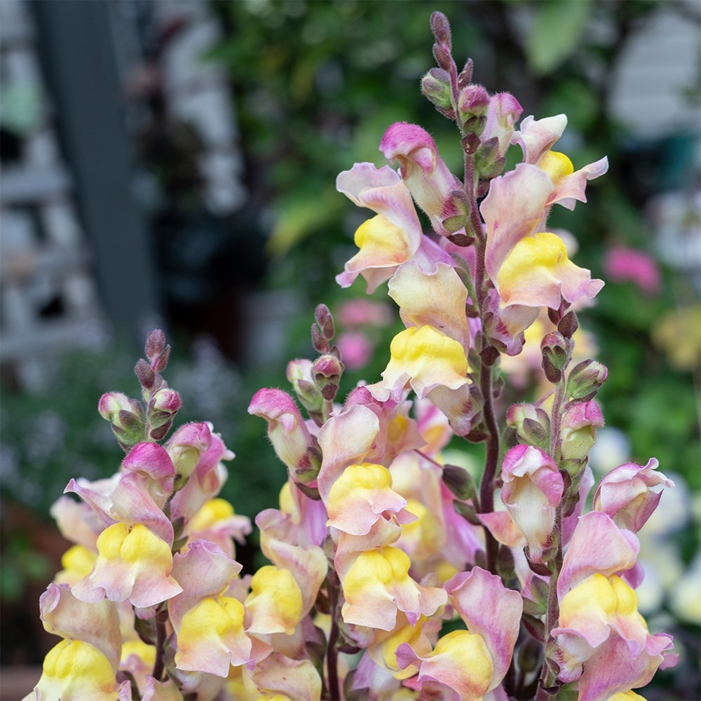 <i>Antirrhinum</i> 'Snap in Black Apricote'