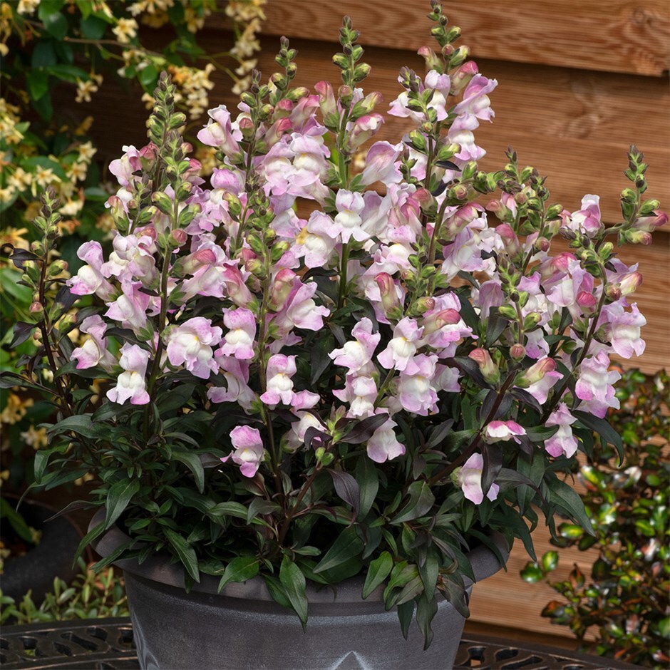 <i>Antirrhinum</i> 'Snap in Black Pink'