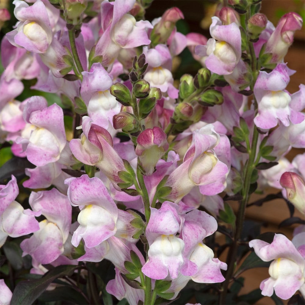 <i>Antirrhinum</i> 'Snap in Black Pink'