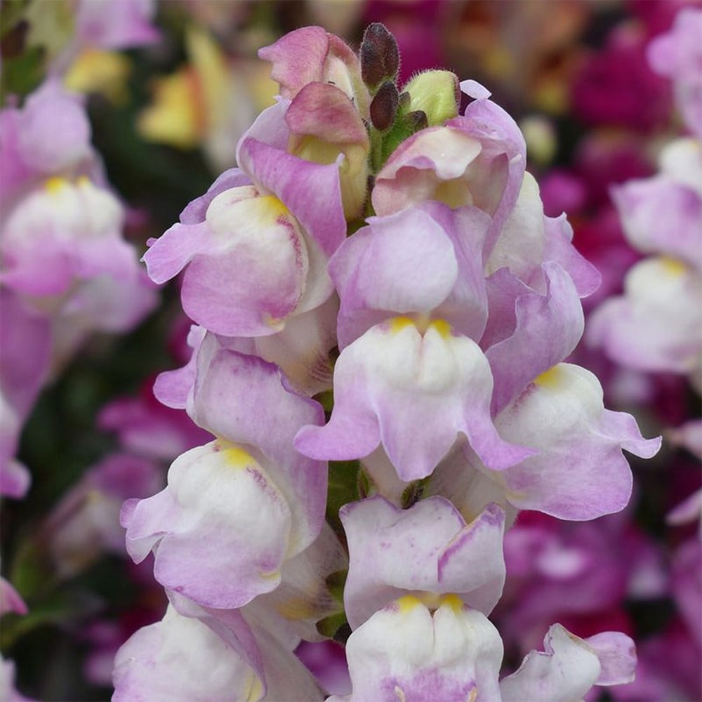 <i>Antirrhinum</i> 'Snap in Black Pink'