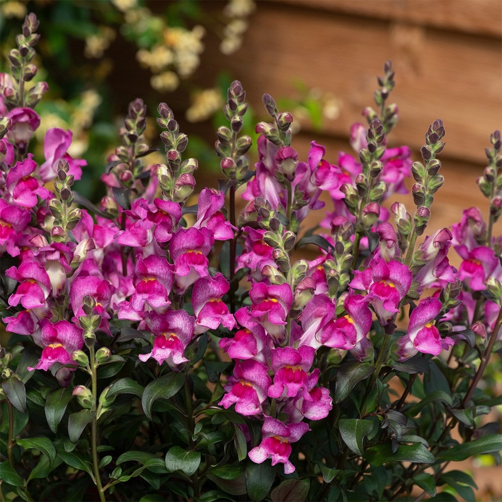 <i>Antirrhinum</i> 'Snap in Black Raspberry'