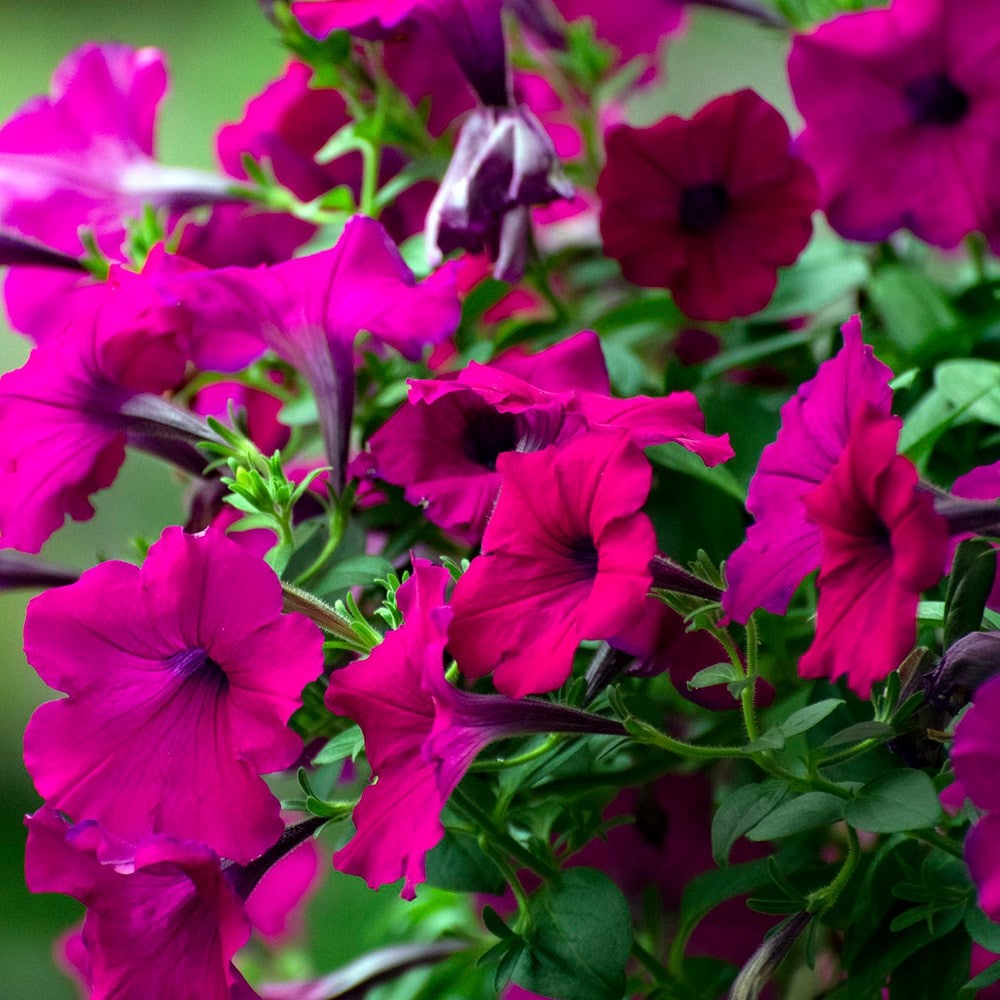 Product options image