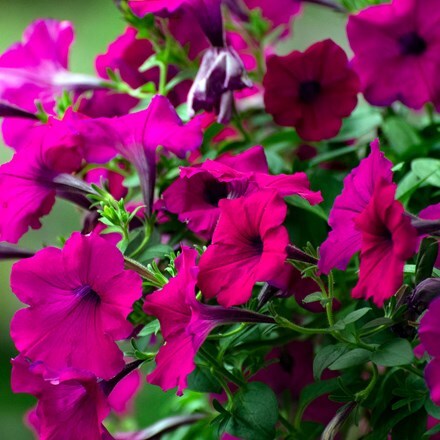 Petunia Surfinia Purple (Surfinia Series)