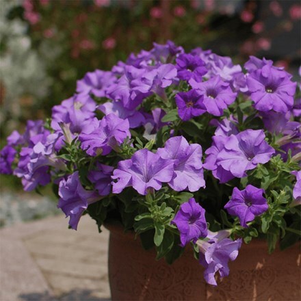 Petunia Surfinia Heavenly Blue (Surfinia Series)