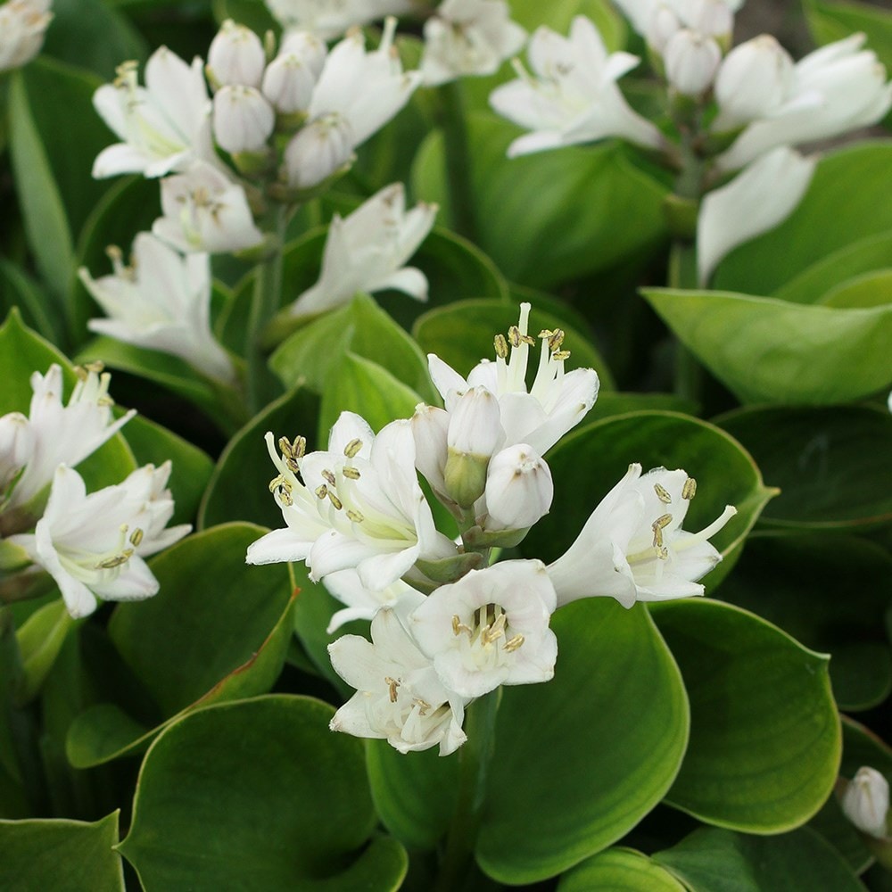 Product options image