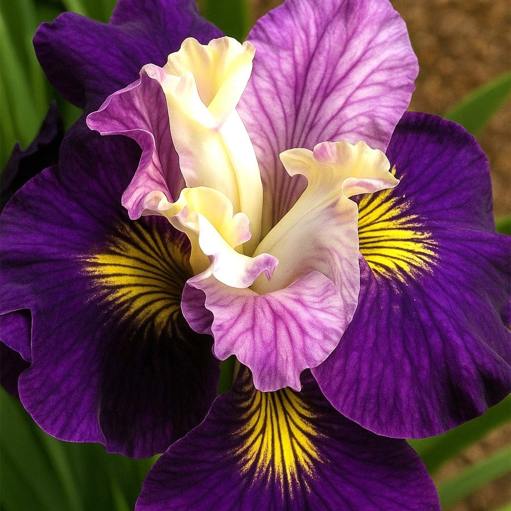<i>Iris sibirica</i> 'On Mulberry Street'