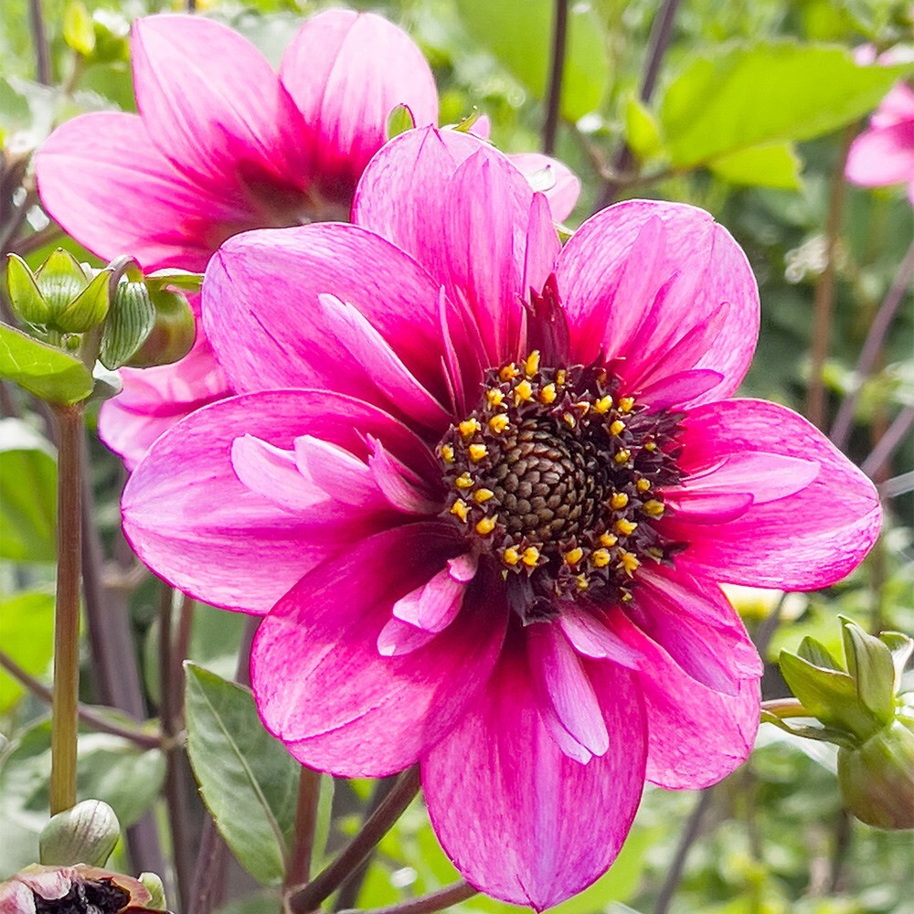 <i>Dahlia</i> 'Skyfall'