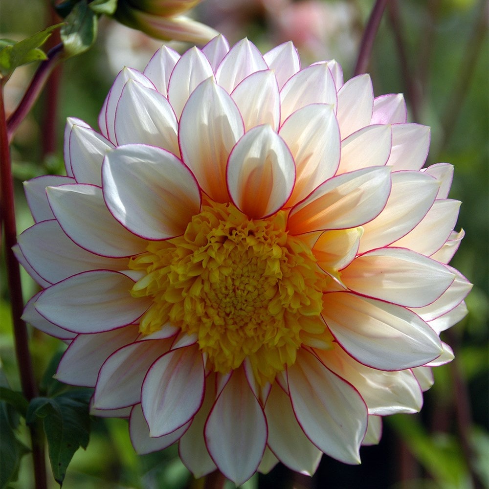 <i>Dahlia</i> 'Polka'