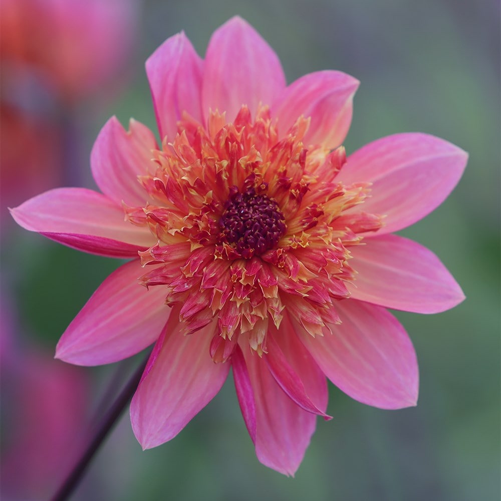 <i>Dahlia</i> 'Lava Glow'