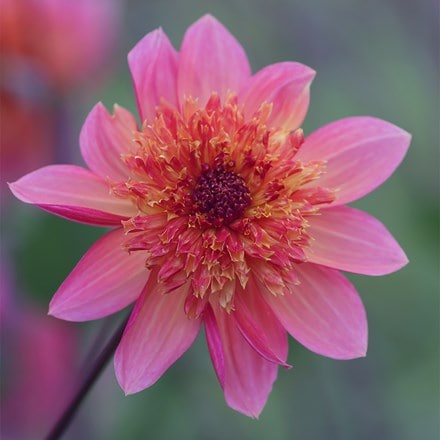 Dahlia Lava Glow
