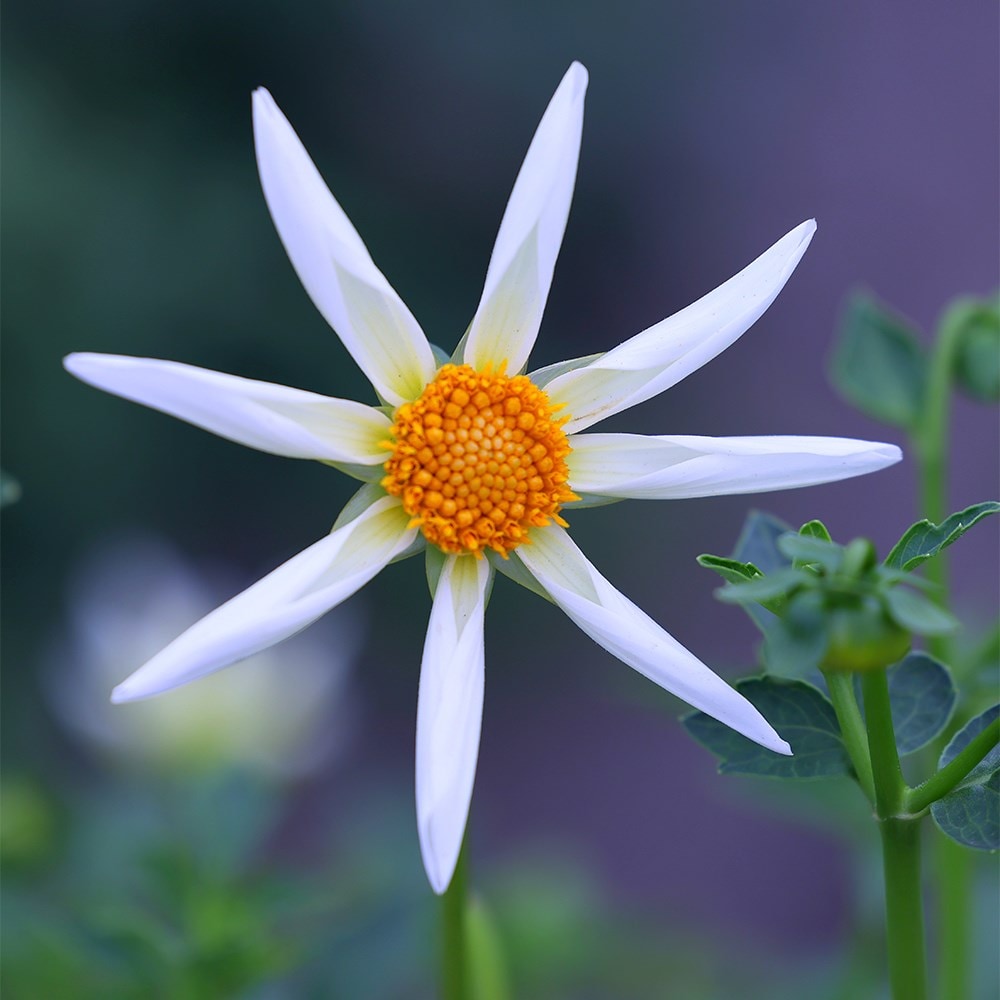 <i>Dahlia</i> 'Honka Cream'