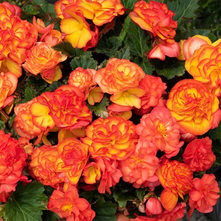 Begonia Nonstop Flame