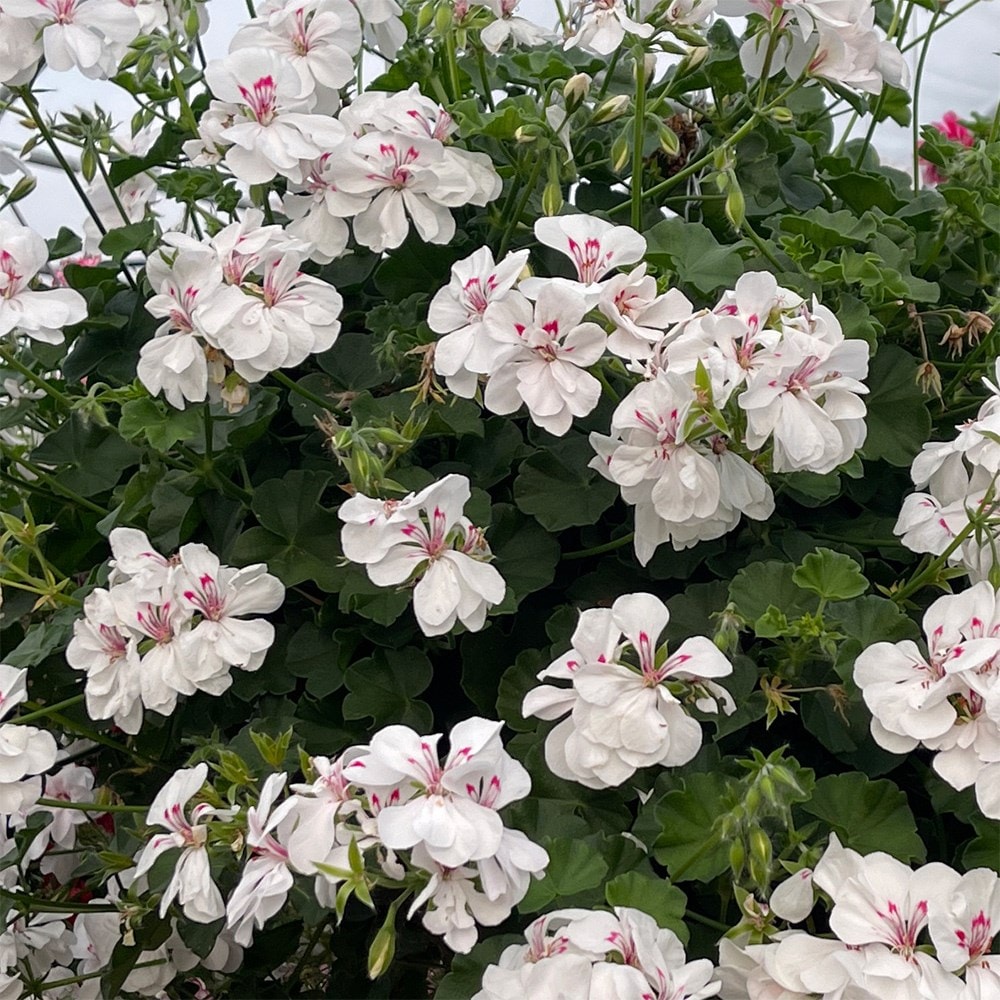 <i>Pelargonium peltatum</i> 'Sandy'