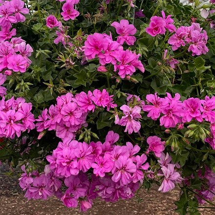 Pelargonium peltatum Amethyst