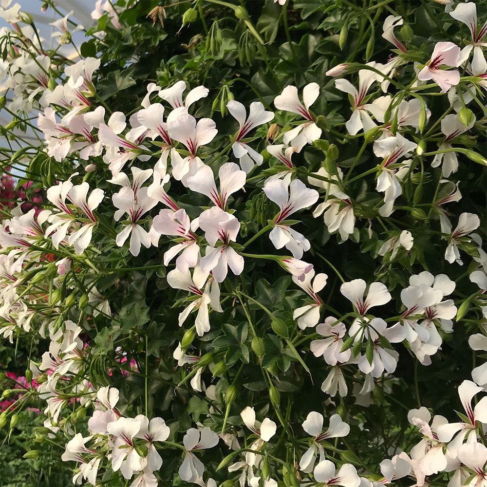 ivy-leaf geranium <i>'Ville de Dresden Improved'</i>