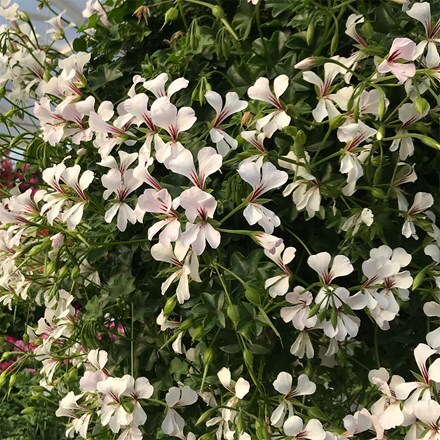 Pelargonium peltatum Ville de Dresden Improved