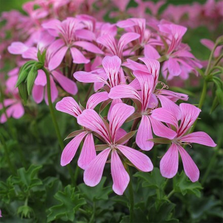 Pelargonium peltatum Ville de Paris Lilac