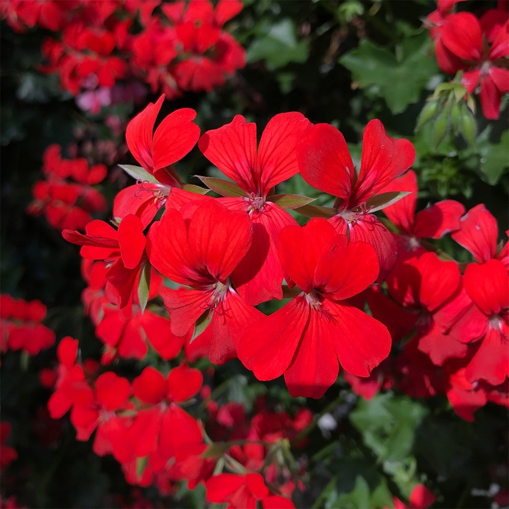 ivy-leaf geranium <i>'Ville de Paris Red'</i>