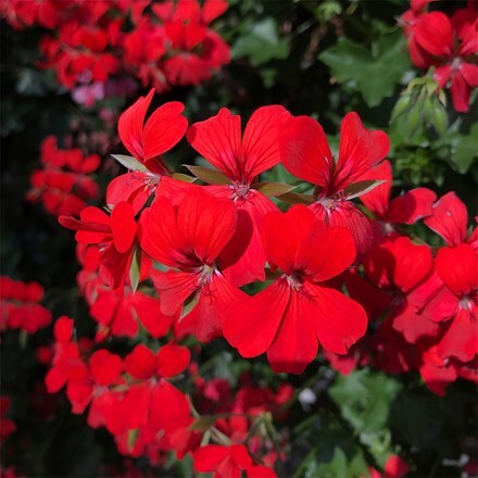 Pelargonium peltatum Ville de Paris Red
