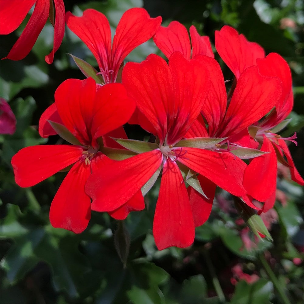 ivy-leaf geranium <i>'Ville de Paris Red'</i>