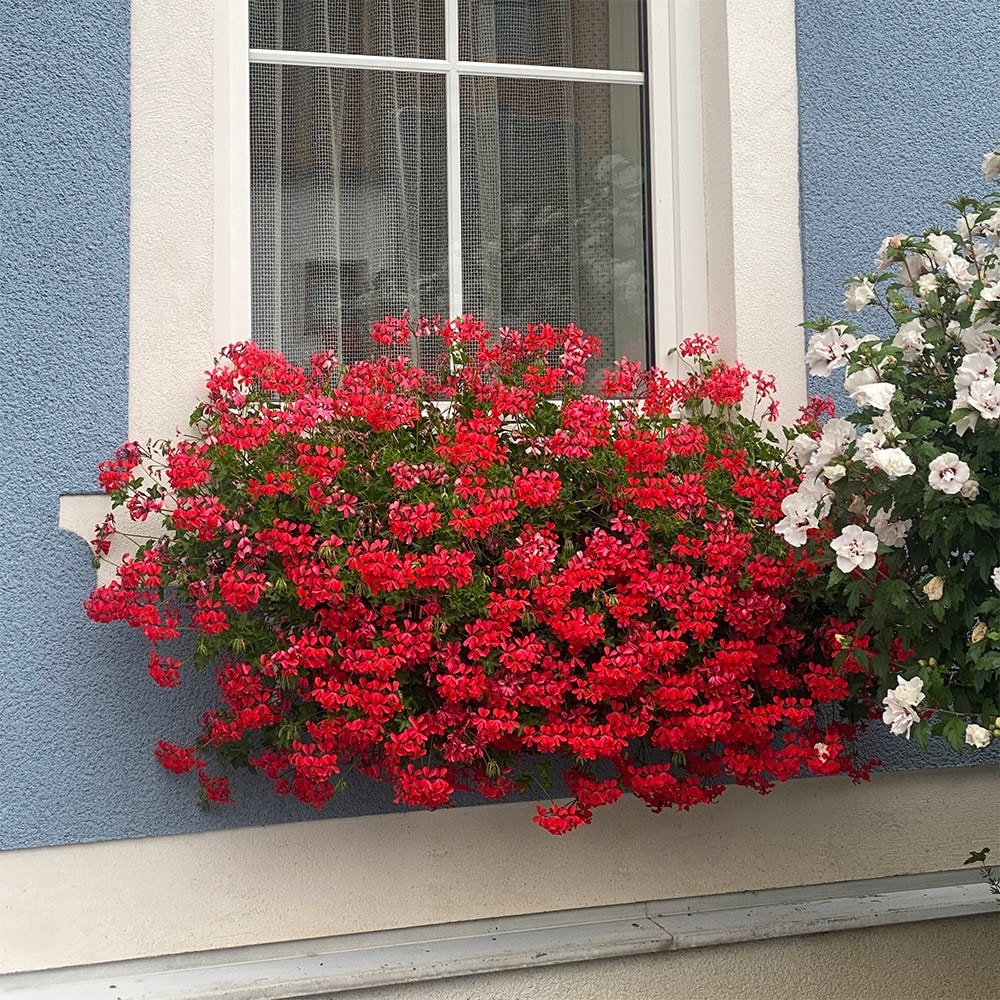 ivy-leaf geranium <i>'Ville de Paris Red'</i>