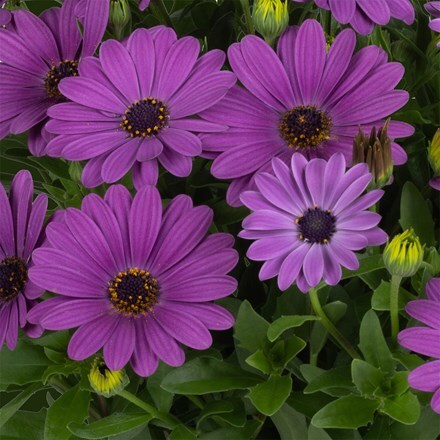 Osteospermum Soleo Blue
