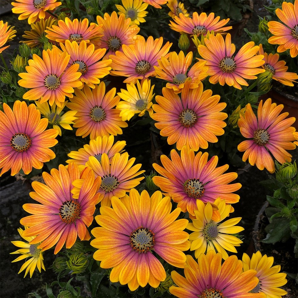 <i>Osteospermum</i> 'Soleo Glow'