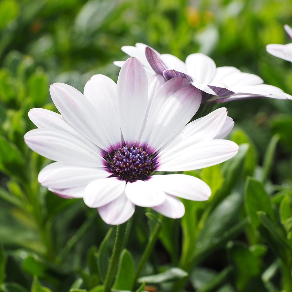 <i>Osteospermum</i> 'Soleo White'