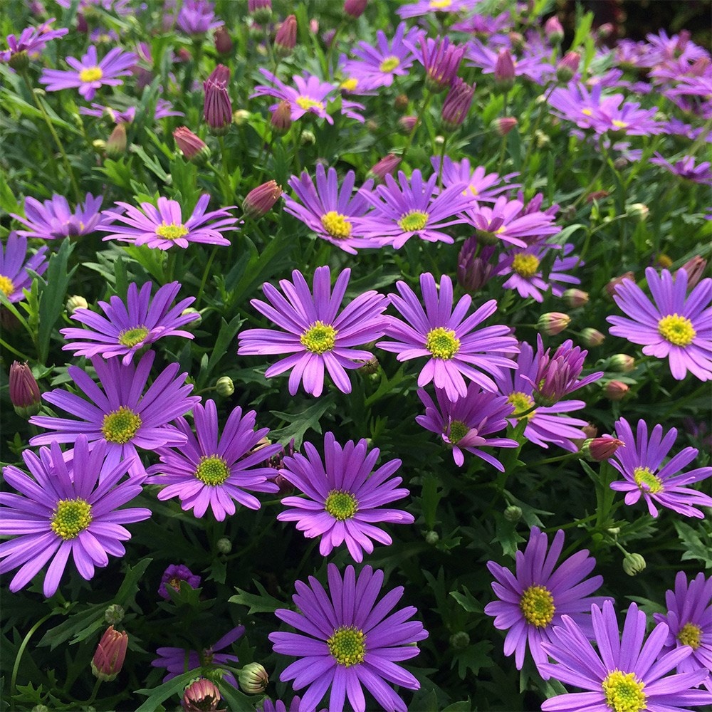 Product options image