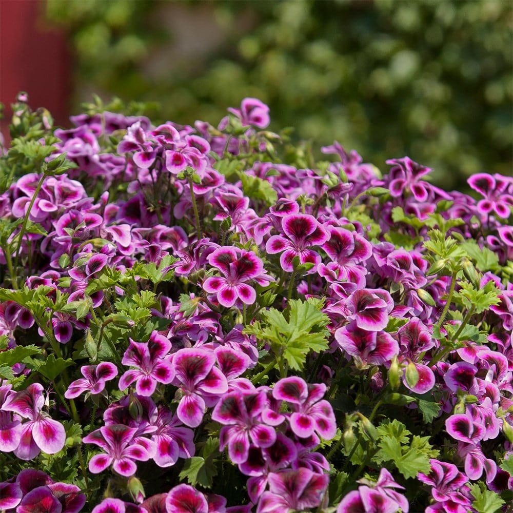 <i>Pelargonium</i> <b class=small-caps>Angeleyes Blueberry</b> ('Pacbluebe') (PBR)