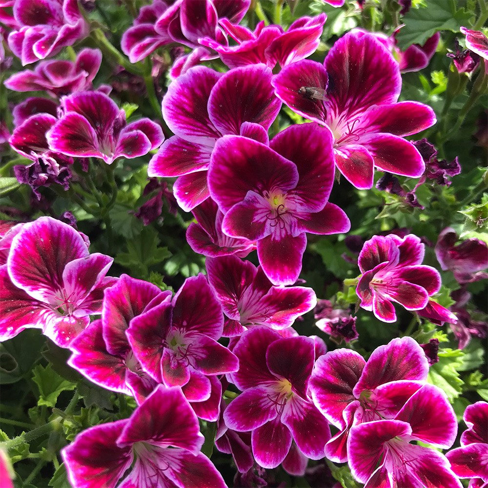 <i>Pelargonium</i> <b class=small-caps>Angeleyes Cassis</b> (Angeleyes Series)