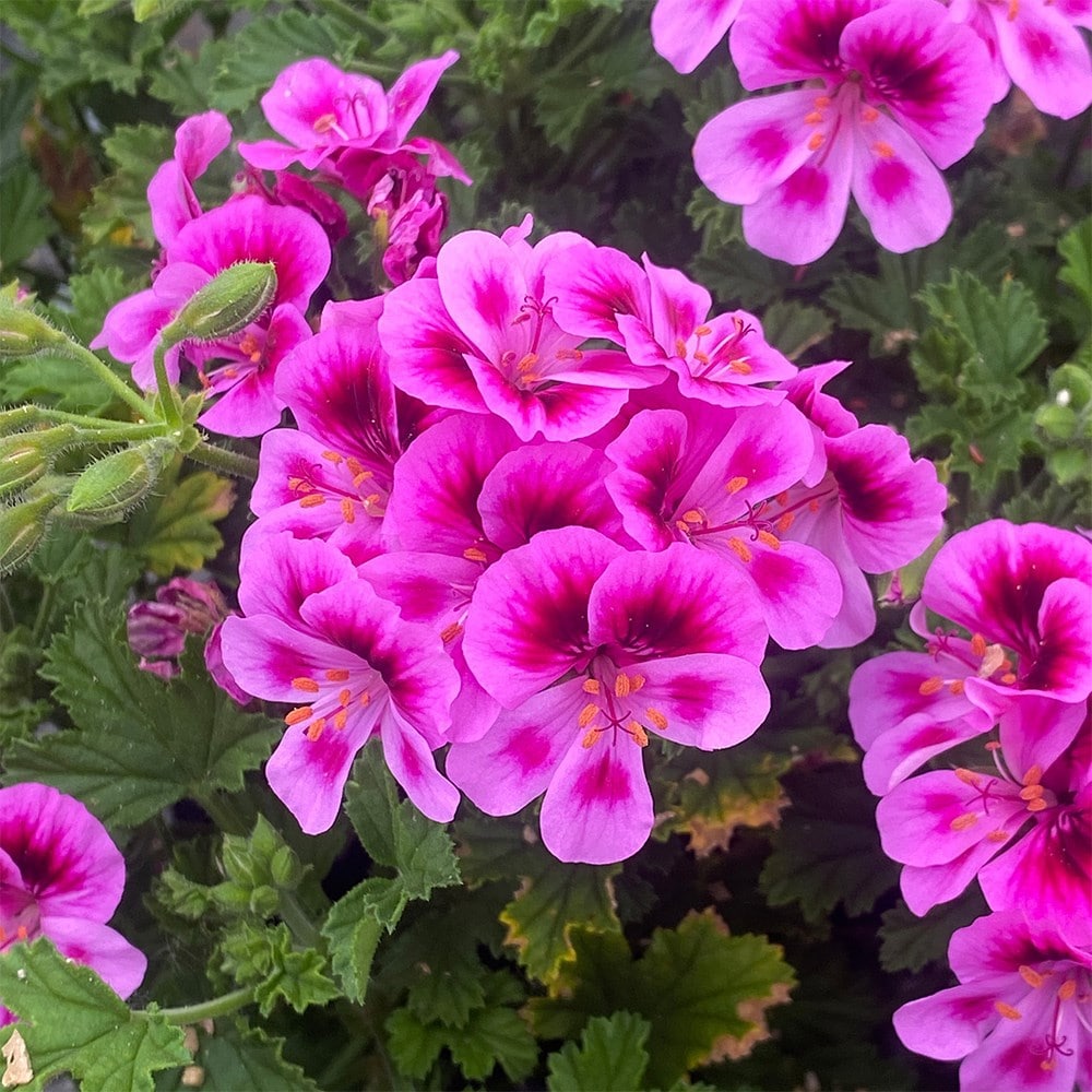 <i>Pelargonium</i> 'Angels Perfume Lavender'