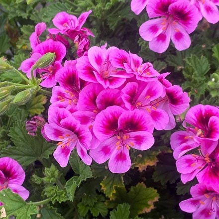 Pelargonium Angels Perfume Lavender