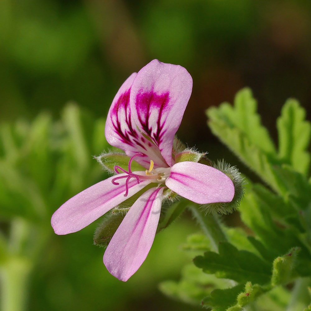 <i>Pelargonium</i> 'Citriodorum'