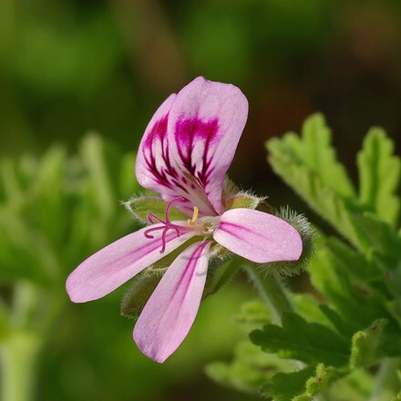 Pelargonium Citriodorum